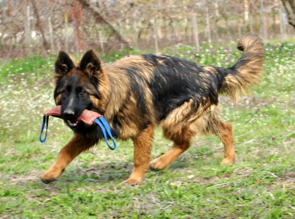 Red sable long coat female