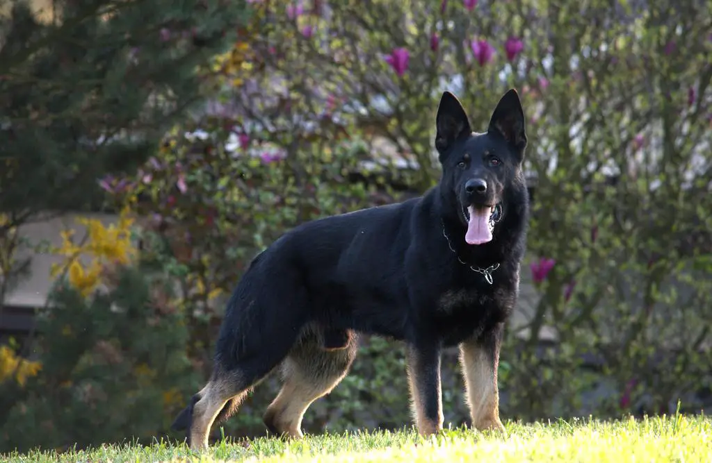 ZVV1 titled male, police, stud !!!