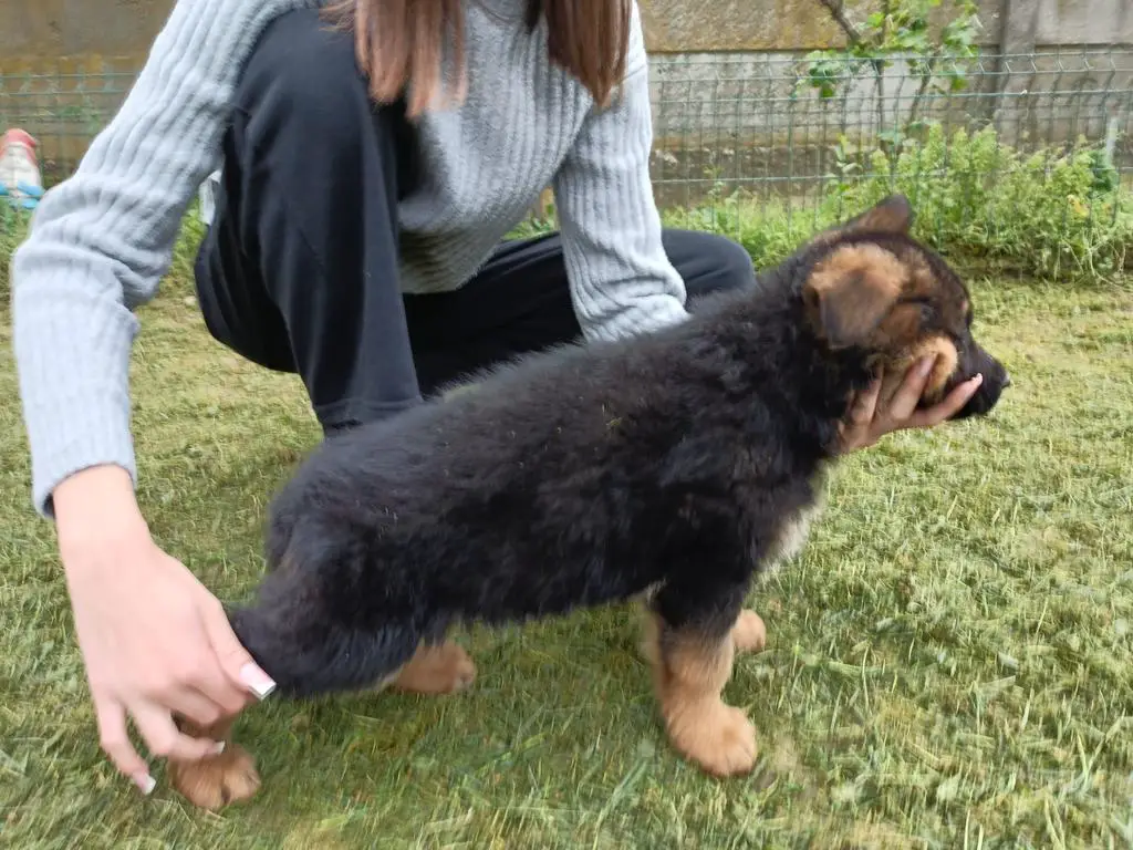 Puppies For Sale