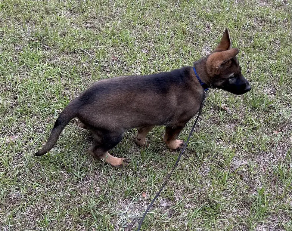 10 week old puppies