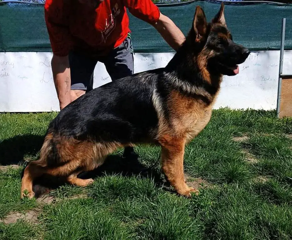 Male for sale