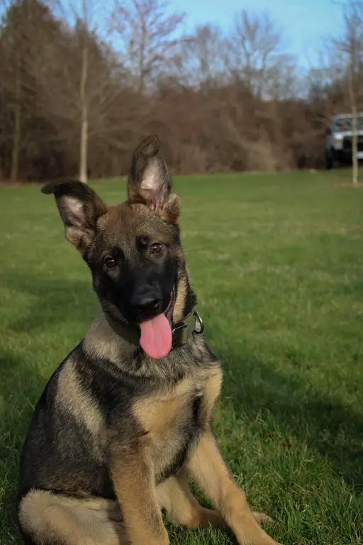Beautiful Sable Female 5 Months Old Available