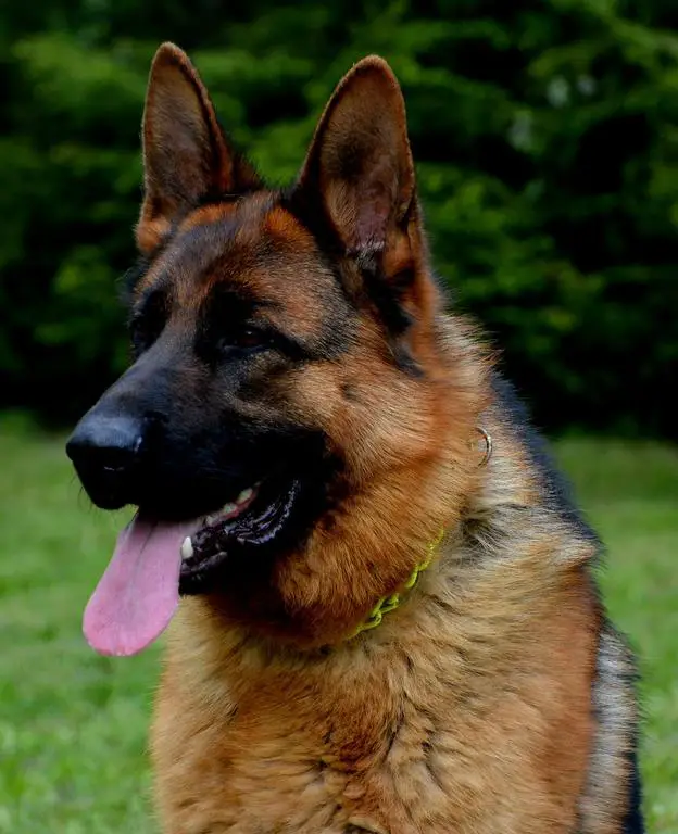 Fully trained GSD male available...