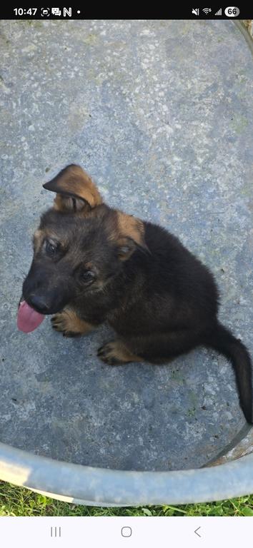 Xero z Pohranicni Straze grandpups