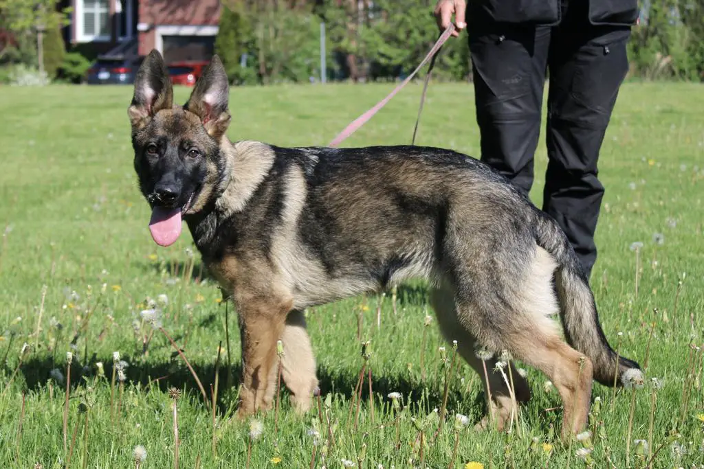 Beautiful Female Available