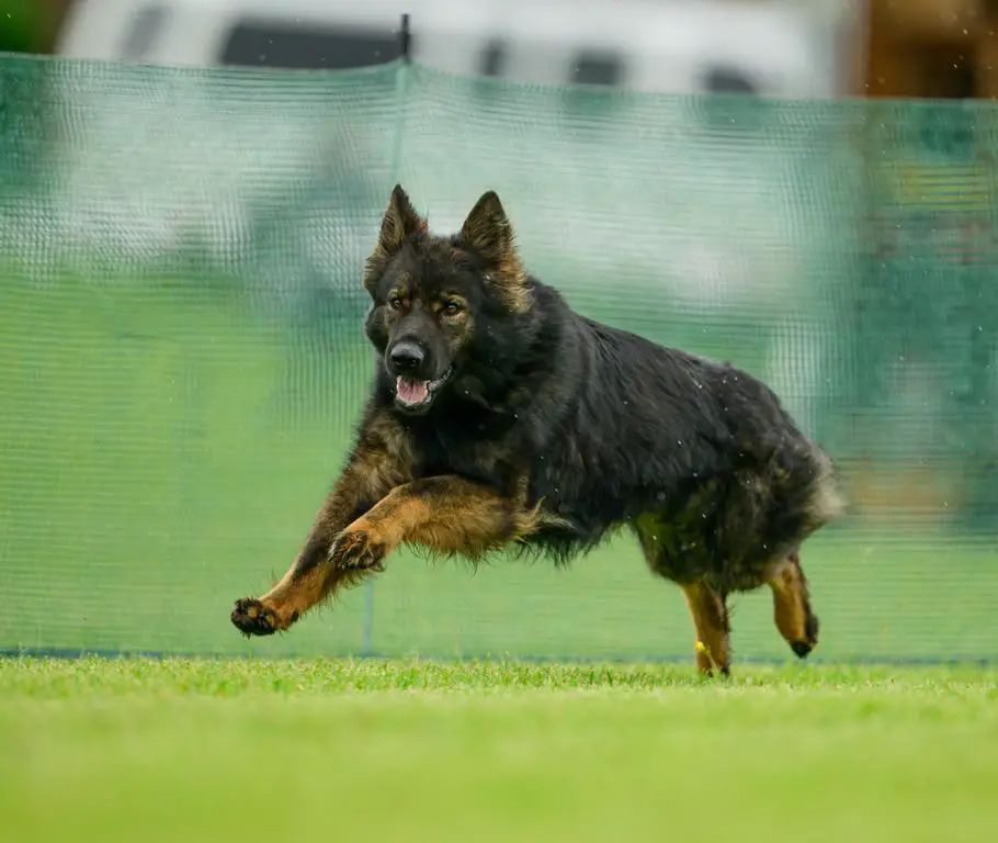 Long Coat Sable Female For Sale