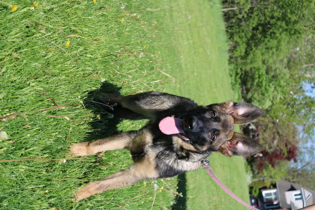 5 Month old Sable Female