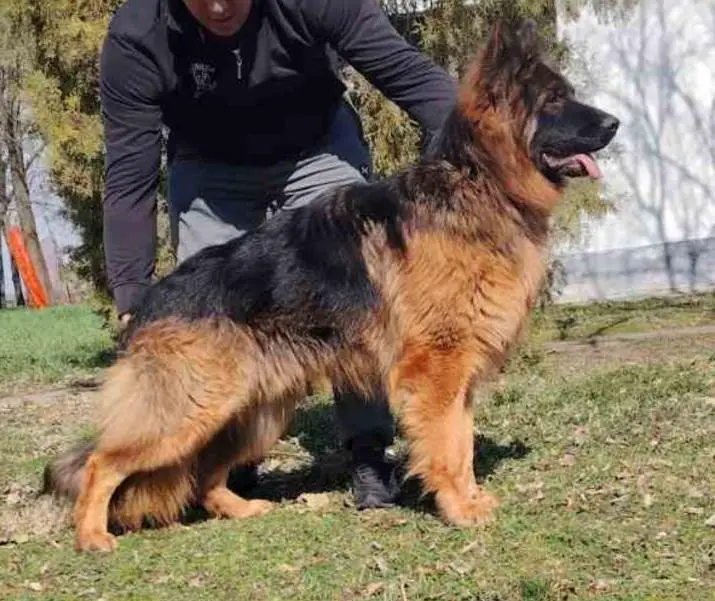 Large, long-haired young dog.