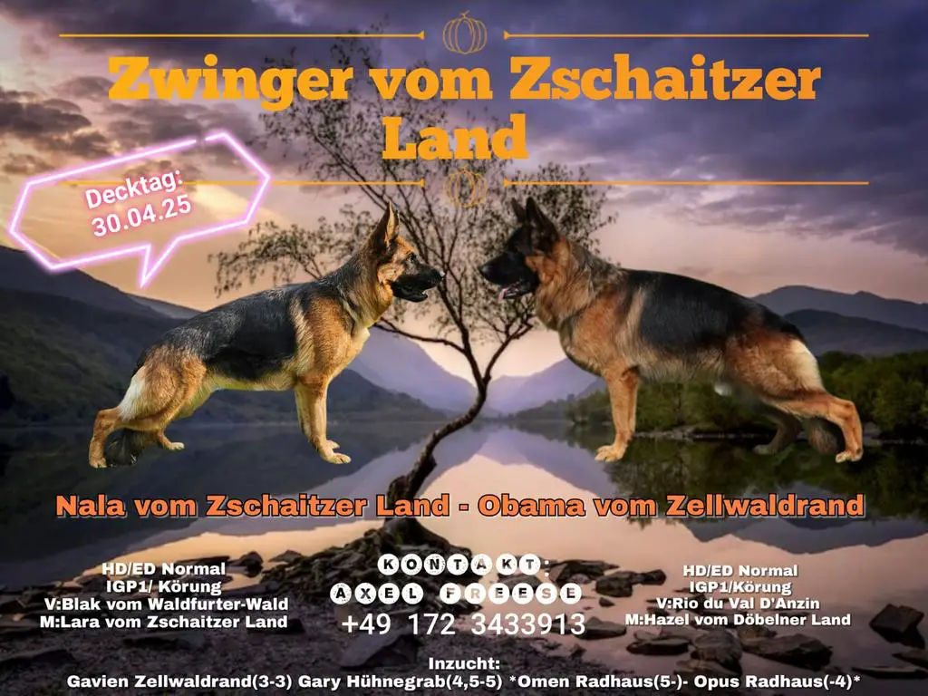 Wurfankündigung Zschaitzer Land