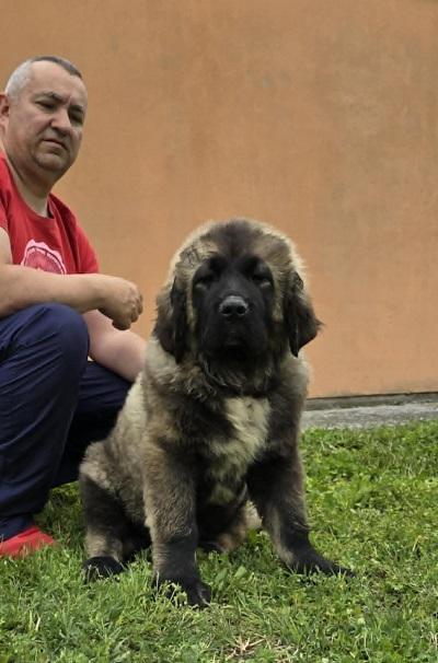 Caucasian shepherd puppies