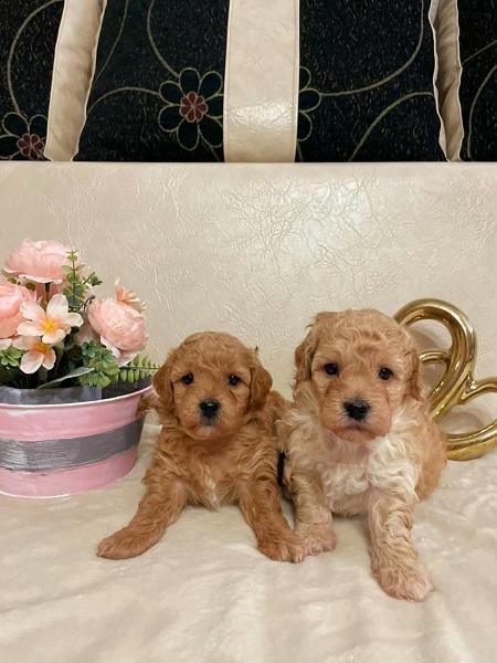 Pushon puppies