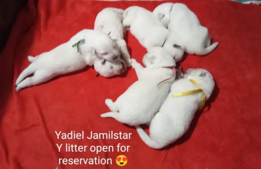 Y LITTER YADIEL OPEN FOR RESERVATION