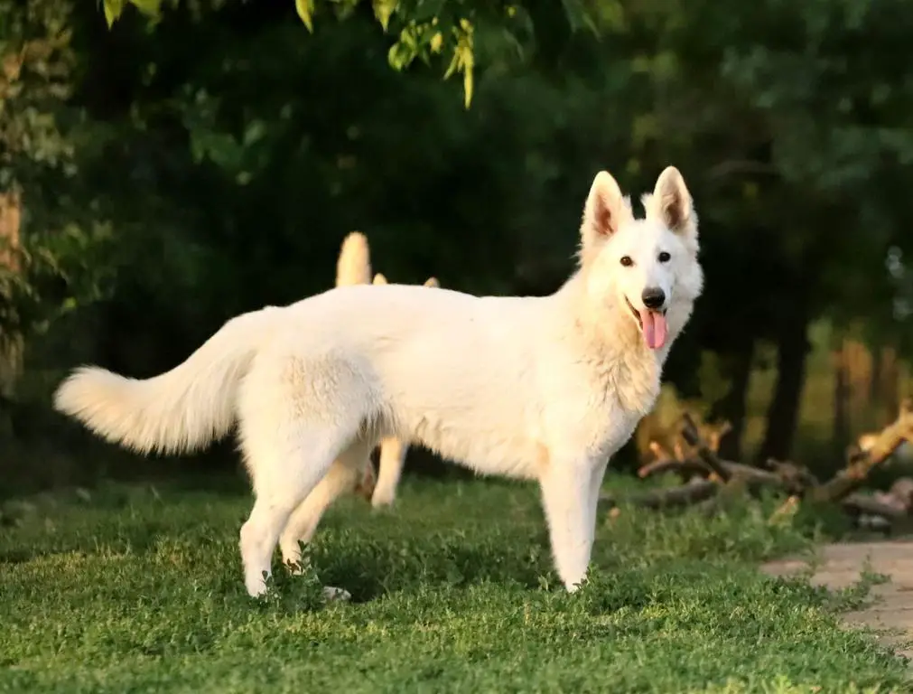 Junior girl available Yadiel