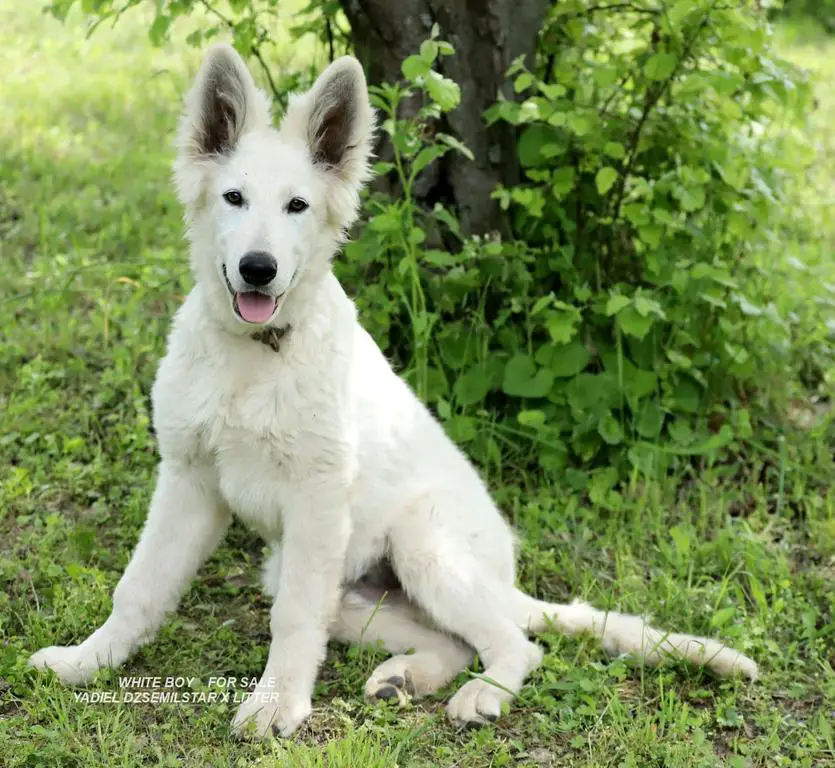 Yadiel Boy available x litter