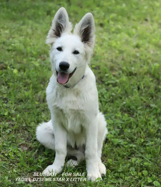 YADIEL DZSEMILSTAR BLUE BOY X LI TTER