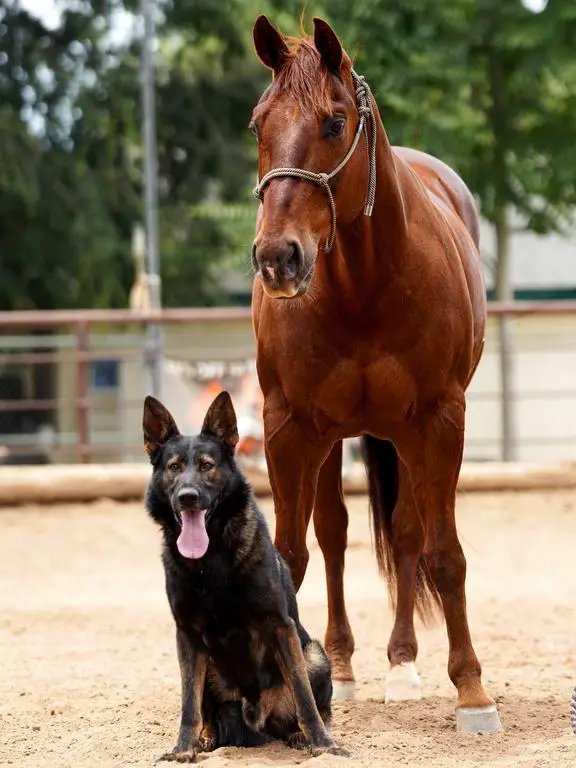 Imported Pedigree Puppies