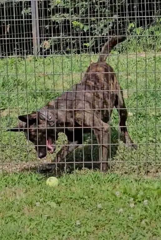 Dutch shepherd male