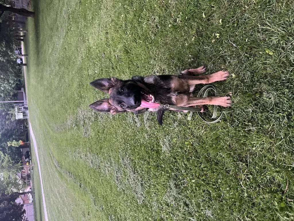 Beautiful female available 5 Months old