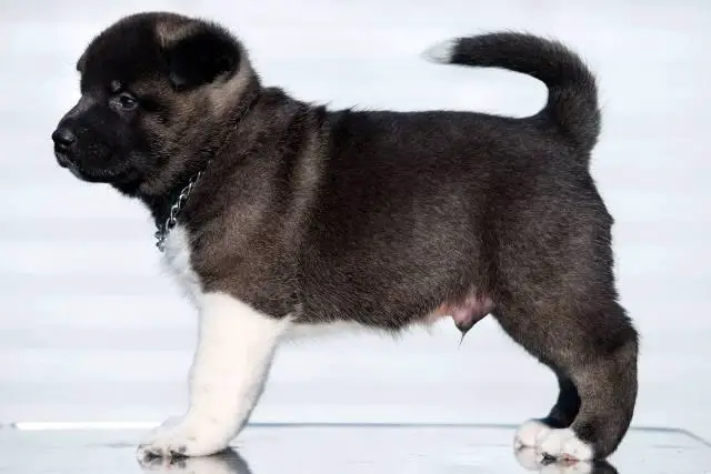 American Akita puppies