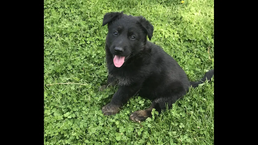 GERMAN SHEPHERD PUPPIES $1000 WORKING LINE