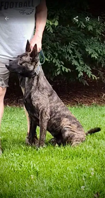 Dutch shepherd male