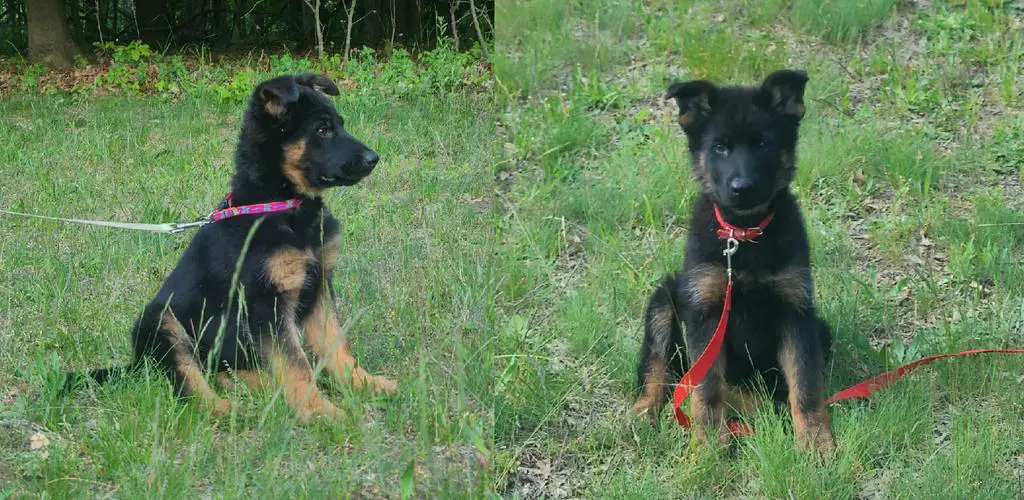 Champion sired females, titled imported parents