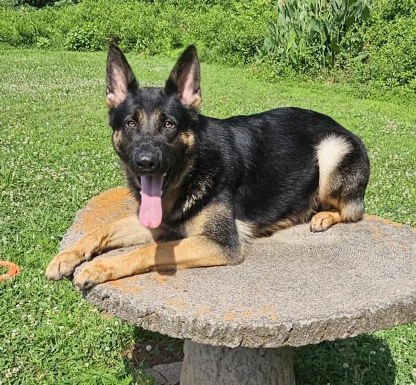 German shepherd female