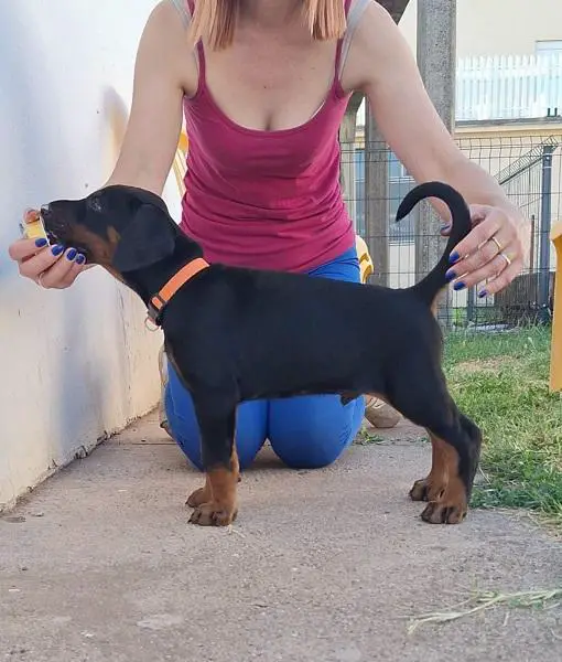 Doberman puppies, two black males