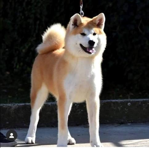 Akita Inu, female Aiko as a gift