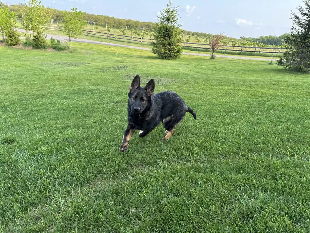East German / DDR Females 4 months