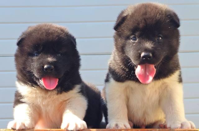 American Akita, available puppies