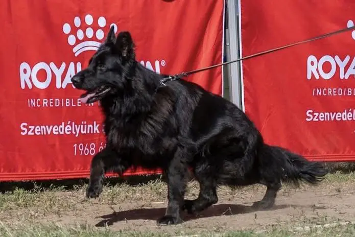 Full black, long coated female for sale!