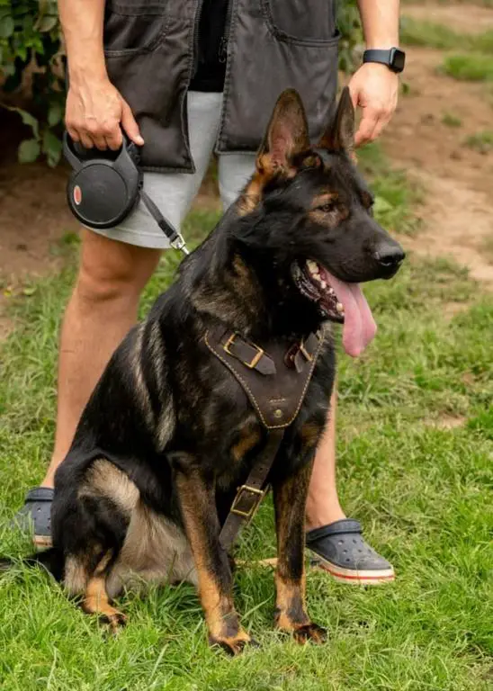 Top notch black sable DDR male available