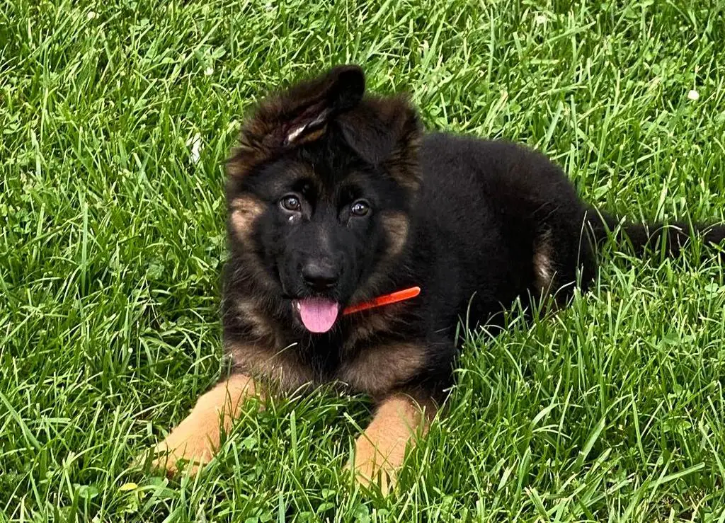 12 Week Old Female For Sale/Import Parents