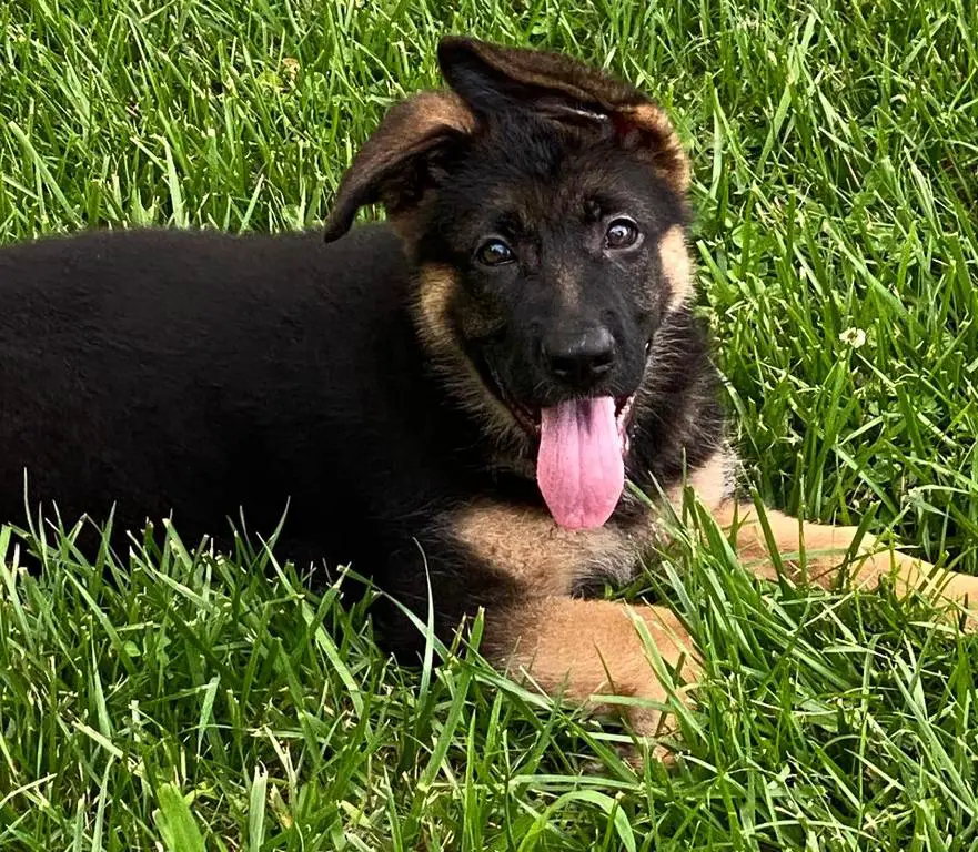 12 Week Old Female For Sale/Import Parents