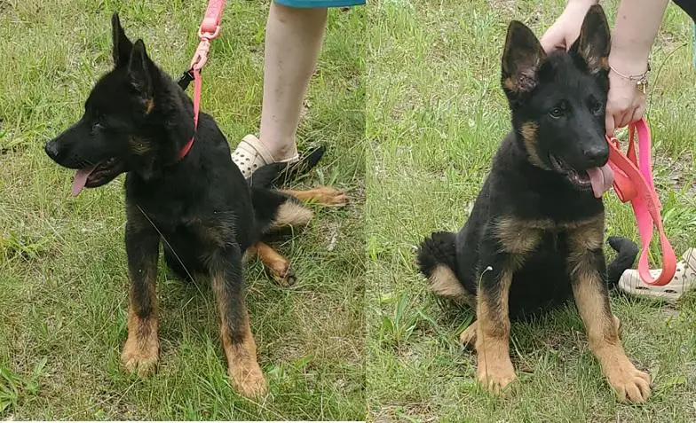 CHAMPION SIRED, TITLED/IMPORT PARENTS