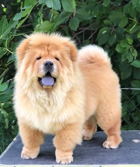 Chow Chow, wonderful puppies