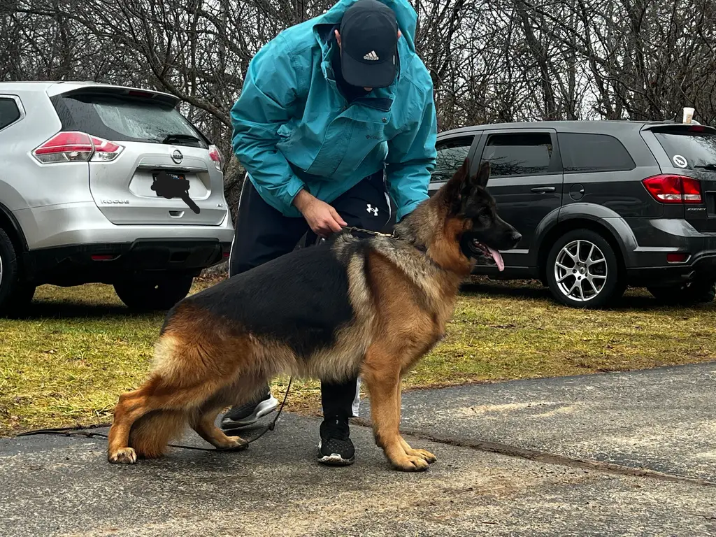 Top Quality Male German Shepherd Dog for Sale (Uvo