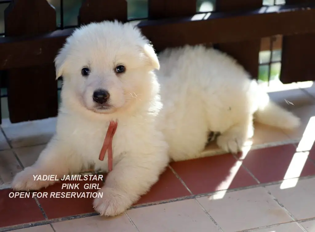 YADIEL JAMILSTAR Y LITTER PINK GIRL