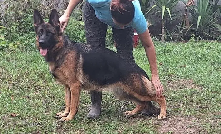 Uvo Daughter in heat