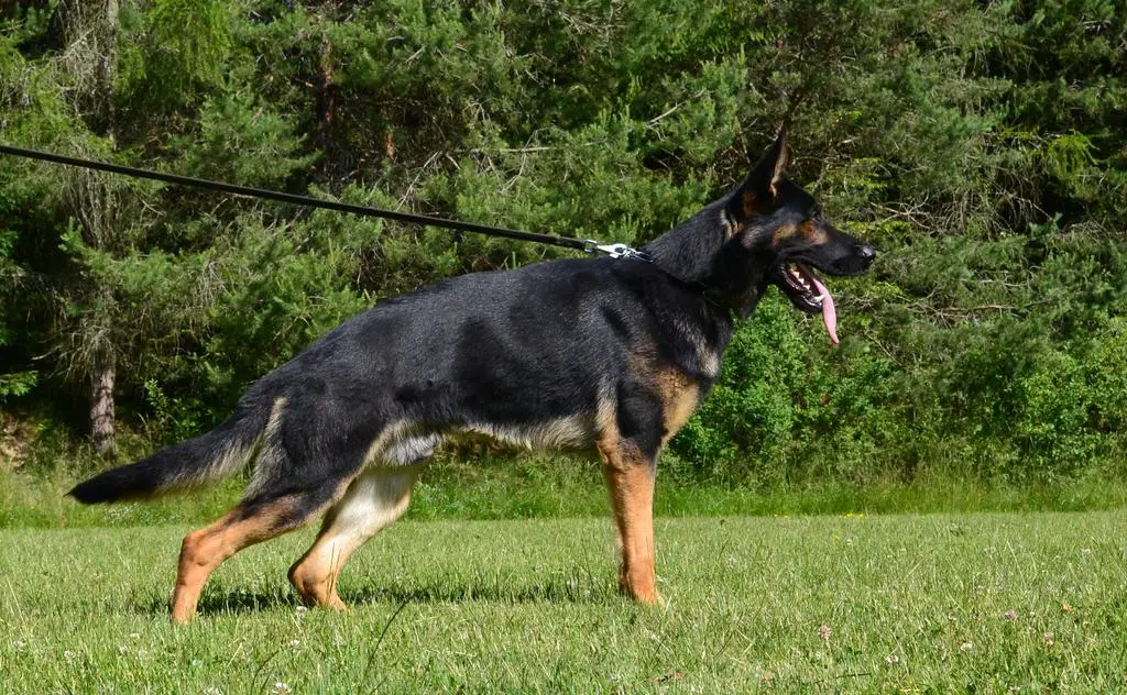 Male with perfect healt and bloodline, BH-VT