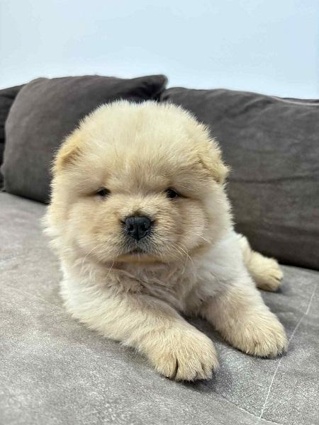 Purebred CHOW-CHOW puppies