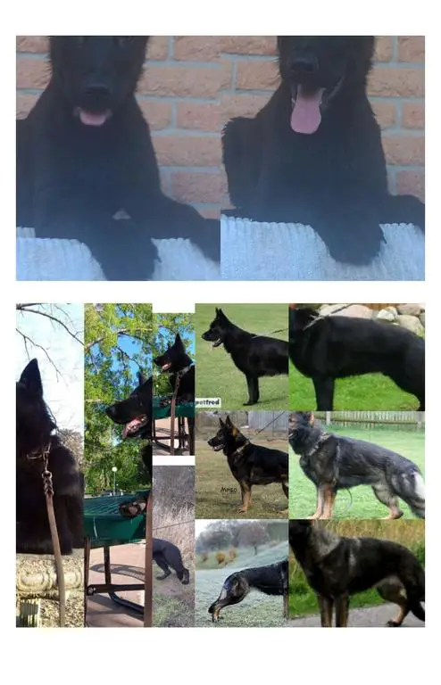 DDR 100% E. GERMAN MALE PUP