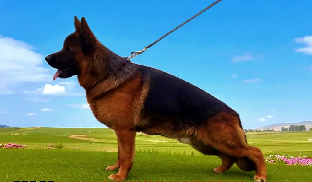 super show male for sale