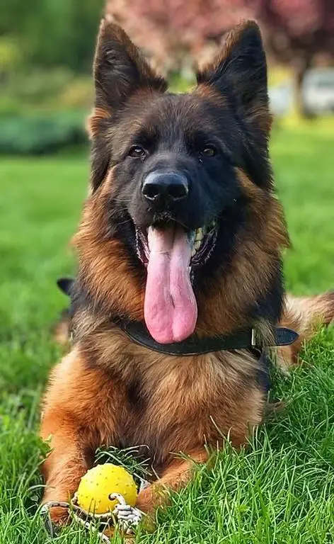 Top red sable long hair male