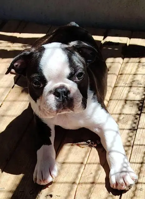 Boston terrier puppies