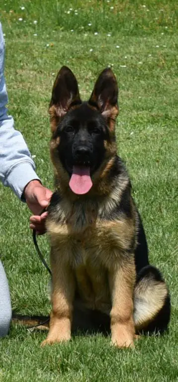 Young top female