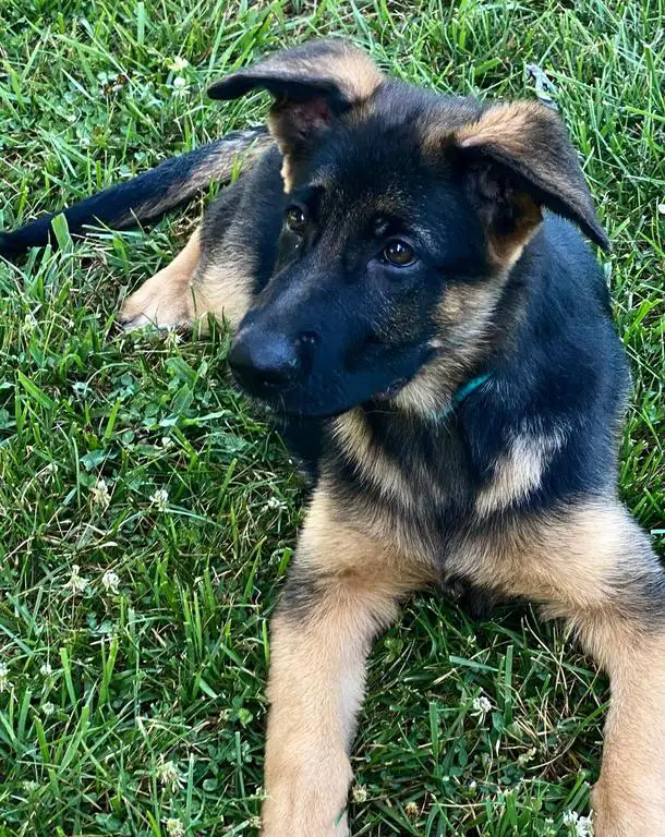 Nice Quality Import Female For Sale
