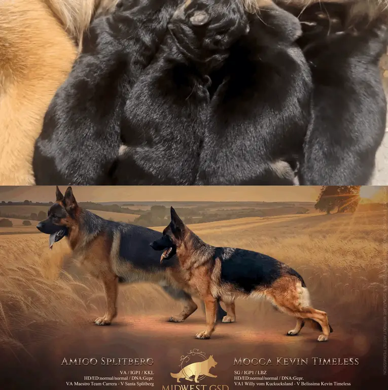 SG6 BSZS 2024 Amigo Splitberg Puppies