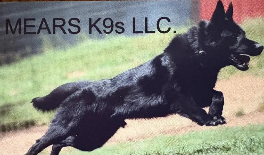 MALE OLD WORLD CZECH BLOODLINES PUPPY